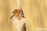 Bearded Reedling (Panurus biarmicus)