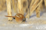 Bearded Reedling (Panurus biarmicus)