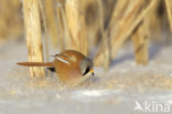 Bearded Reedling (Panurus biarmicus)