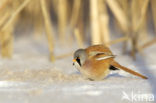 Bearded Reedling (Panurus biarmicus)