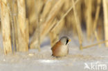 Bearded Reedling (Panurus biarmicus)