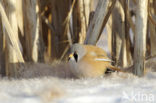 Bearded Reedling (Panurus biarmicus)