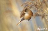 Bearded Reedling (Panurus biarmicus)