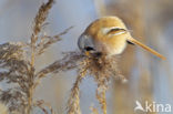 Bearded Reedling (Panurus biarmicus)