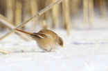 Bearded Reedling (Panurus biarmicus)