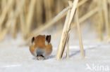 Bearded Reedling (Panurus biarmicus)