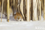 Bearded Reedling (Panurus biarmicus)