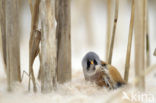 Bearded Reedling (Panurus biarmicus)