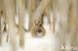 Bearded Reedling (Panurus biarmicus)