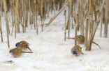 Bearded Reedling (Panurus biarmicus)