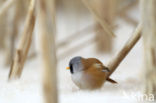 Bearded Reedling (Panurus biarmicus)