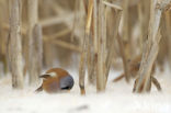 Bearded Reedling (Panurus biarmicus)