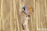 Bearded Reedling (Panurus biarmicus)