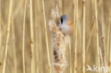 Bearded Reedling (Panurus biarmicus)