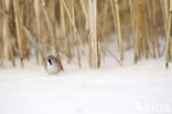 Bearded Reedling (Panurus biarmicus)