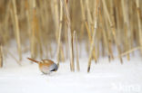 Bearded Reedling (Panurus biarmicus)