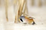 Bearded Reedling (Panurus biarmicus)