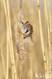 Bearded Reedling (Panurus biarmicus)