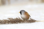 Bearded Reedling (Panurus biarmicus)