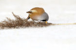 Bearded Reedling (Panurus biarmicus)