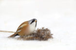 Bearded Reedling (Panurus biarmicus)