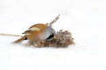 Bearded Reedling (Panurus biarmicus)