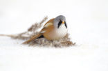 Bearded Reedling (Panurus biarmicus)