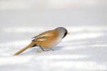 Bearded Reedling (Panurus biarmicus)