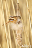 Bearded Reedling (Panurus biarmicus)