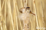 Bearded Reedling (Panurus biarmicus)