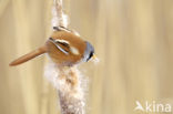 Bearded Reedling (Panurus biarmicus)