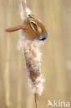 Bearded Reedling (Panurus biarmicus)