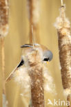 Bearded Reedling (Panurus biarmicus)