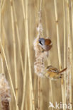 Bearded Reedling (Panurus biarmicus)