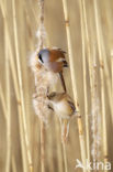 Bearded Reedling (Panurus biarmicus)