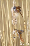 Bearded Reedling (Panurus biarmicus)