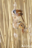 Bearded Reedling (Panurus biarmicus)