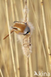 Bearded Reedling (Panurus biarmicus)