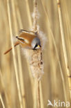 Bearded Reedling (Panurus biarmicus)