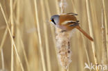 Bearded Reedling (Panurus biarmicus)