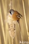 Bearded Reedling (Panurus biarmicus)