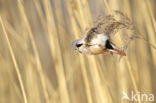 Bearded Reedling (Panurus biarmicus)