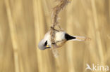 Bearded Reedling (Panurus biarmicus)