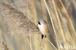 Bearded Reedling (Panurus biarmicus)