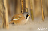 Bearded Reedling (Panurus biarmicus)