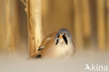 Bearded Reedling (Panurus biarmicus)