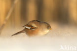 Bearded Reedling (Panurus biarmicus)