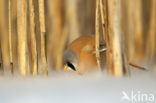 Bearded Reedling (Panurus biarmicus)