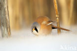 Bearded Reedling (Panurus biarmicus)