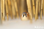 Bearded Reedling (Panurus biarmicus)